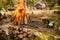 A hot burning tar pile with a charcoal pit in the background.