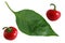 Hot cherry Pepper and Leaf