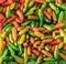 Hot chilis ingredient food colorful background