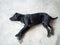 On a hot day, a black dog is resting on a white stone floor.