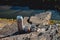 Hot drink in a gray thermos and two mugs is on the rocks. Coffee in the mountains. Close-up.