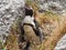 Hot female penguin on nest at Boulders Beach.