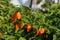 Hot habanero Orange peppers on the plants