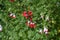 Hot lips sage Salvia microphylla.