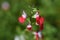 Hot lips sage Salvia microphylla.