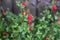 Hot lips Salvia, Autumn Sage hybrid in bloom