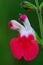 Hot lips salvia flower