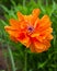 Hot orange oriental poppy