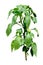 Hot pepper plant blooming with little peppers - isolated on whit