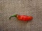 Hot pepper - Red
