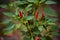 Hot peppers in the garden. Capsicum plant during maturation. rich harvest of natural vegetables