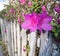 Hot Pink Azelea blossoms growing on an old painted fence
