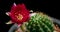 Hot-Pink Colorful Flower Timelapse of Blooming Cactus Opening