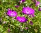 Hot pink cranesbill geranium