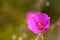 Hot pink flower of Rock purslane Calandrinia spectabilis