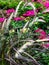 Hot pink flowers and fuzzy weeds in flower garden