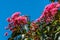 Hot pink flowers on a shrub set against a background of a bright blue sky