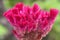Hot pink fuzzy cock\\\'s comb flower against green