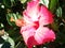 Hot Pink Hibiscus Framed by Leaves