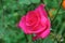 Hot pink hybrid tea rose bud after a summer shower