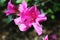 Hot pink North American Azalea flower with a tiny bee on it