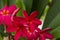 Hot pink Plumeria flowers or Frangipani flowers in a peaceful temple. They`re beautifully blooming, refreshing and have a nice