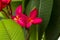 Hot pink Plumeria flowers or Frangipani flowers in a peaceful temple. They`re beautifully blooming, refreshing and have a nice