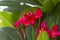 Hot pink Plumeria flowers or Frangipani flowers in a peaceful temple. They`re beautifully blooming, refreshing and have a nice