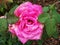 Hot Pink Rose Framed with Leaves and Covered in Raindrops