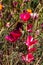 Hot pink and white clarkia with buds, blooms and seed pods and leaves,