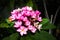 Hot Pink and yellow Frangipani Plumeria flower