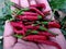 Hot red Indian chilies from a home garden in hands