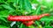 Hot red pepper with green cutting  on garden green background. Fresh organic chili in closeup picture. Peppers garden in