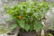 Hot Scotch Bonnet Pepper Tree In Flowerpot