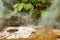 Hot spring, New Zealand