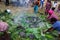 hot stones placed on the leaves, a traditional Papuan cooking event