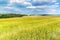 Hot summer day in the countryside. Green field in June. Agricultural landscape in the Czech Republic