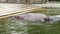 On a hot summer day, hippos bathe in the water, in the pool, in the zoo. Hippopotamus