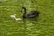 On a hot, summer day, two gray fluffy swan chicks swim in a pond with a beautiful adult swan