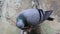 During hot summer days a thirsty bird pigeon quenches thirst by drinking water