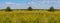 Hot summer prairie with flowers under a cloudy sky