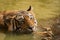 In hot summer at ranthambore A male tiger closeup he was cooling off in waterhole