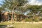 Hotel in Tanzania with acacias