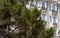 Hotel windows and tree in Cannes