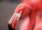 Hoto of a beautiful portrait of a red flamingo