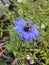 Hoto of the Flower of Nigella Damascena Love-In-A-Mist Ragged Lady or Devil in the Bush