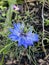 Hoto of the Flower of Nigella Damascena Love-In-A-Mist Ragged Lady or Devil in the Bush