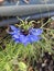 Hoto of the Flower of Nigella Damascena Love-In-A-Mist Ragged Lady or Devil in the Bush