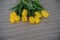 hoto of yellow tulips on gray woollen texture