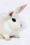 HOTOT RABBIT, A FRENCH BREED FROM NORMANDY